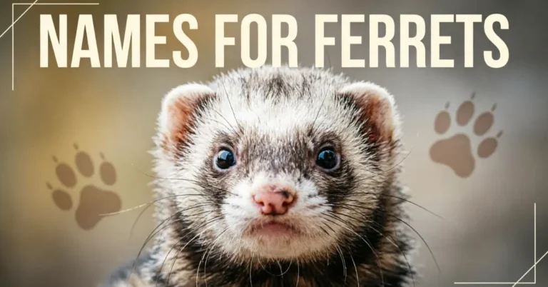 Names For Ferrets
